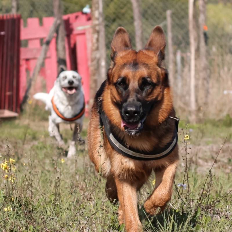 Live the Dog Roma Origini