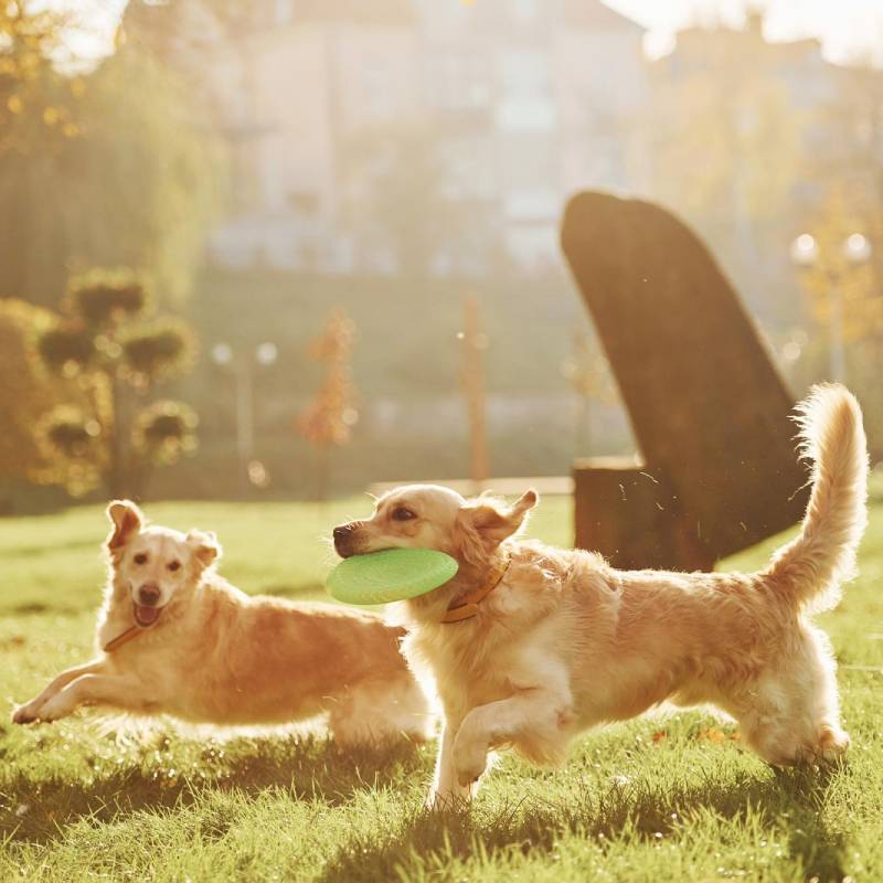 Live the Dog Roma Classi per cuccioli 2