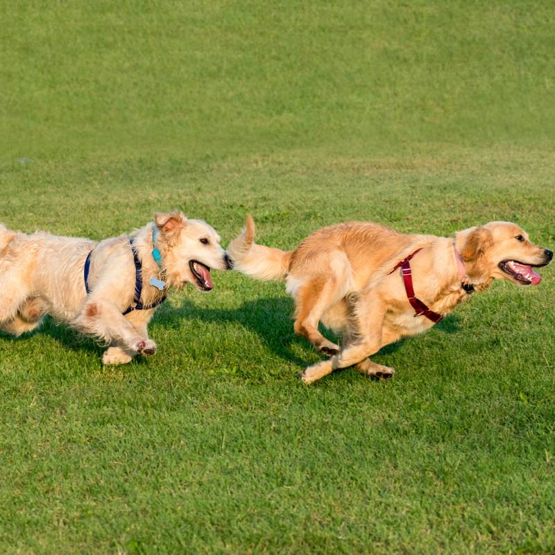 Live the Dog Roma Gruppi di Educazione