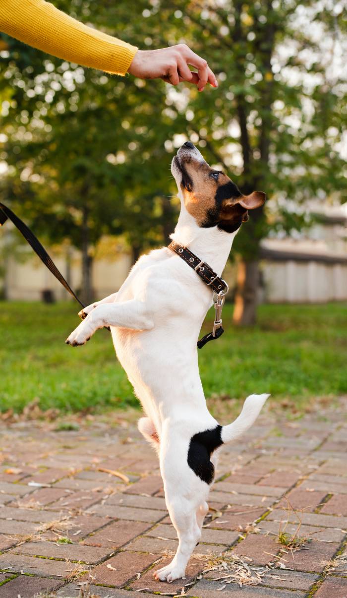 Live the Dog Roma Tricks